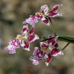 Oncidesa nanboh waltz-Flowering Size